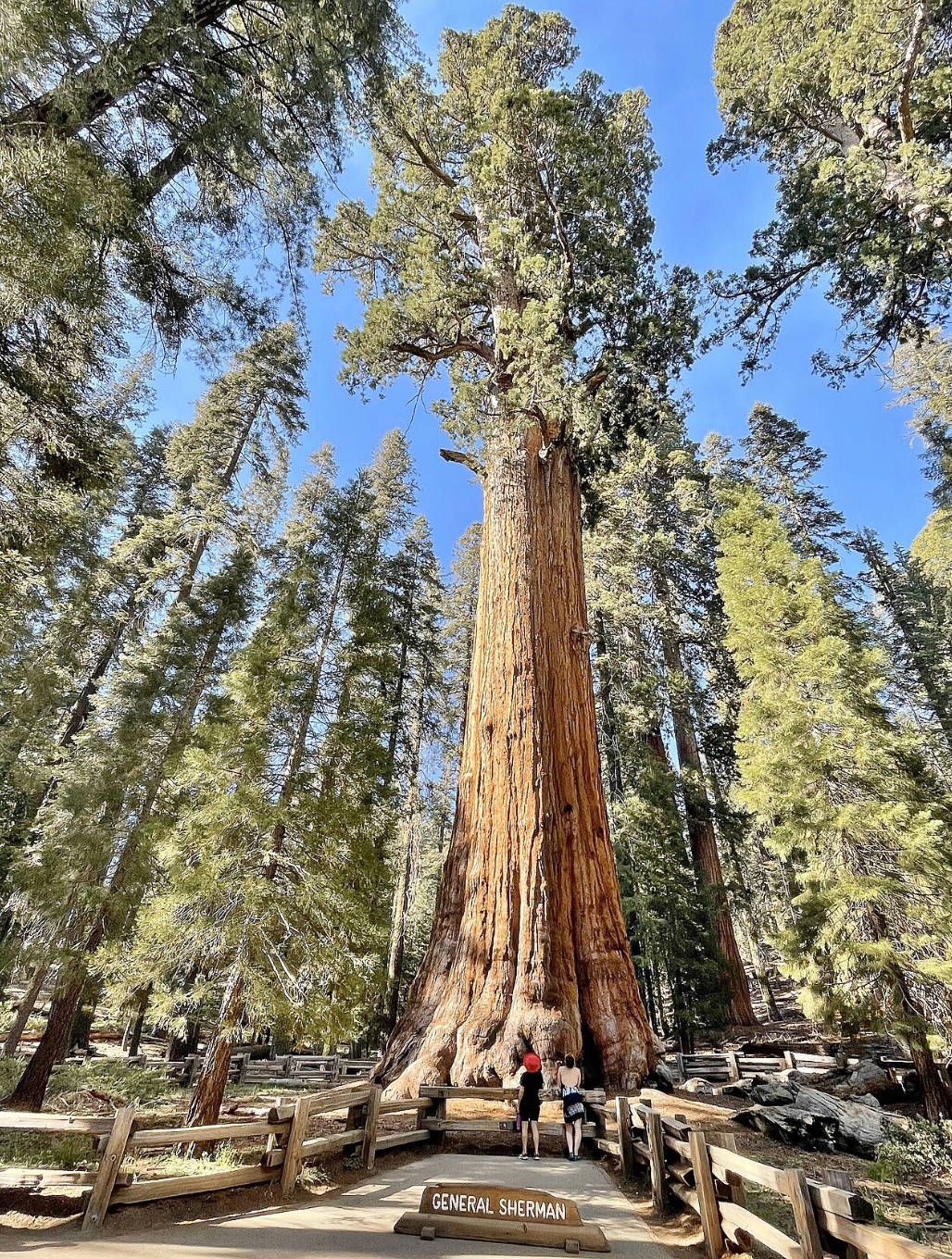 Sequoia