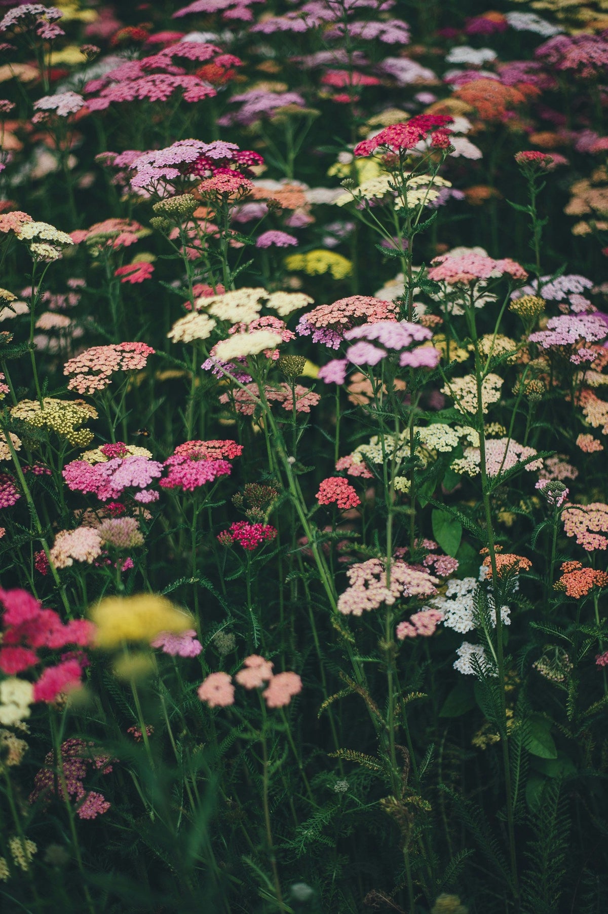 Floral
