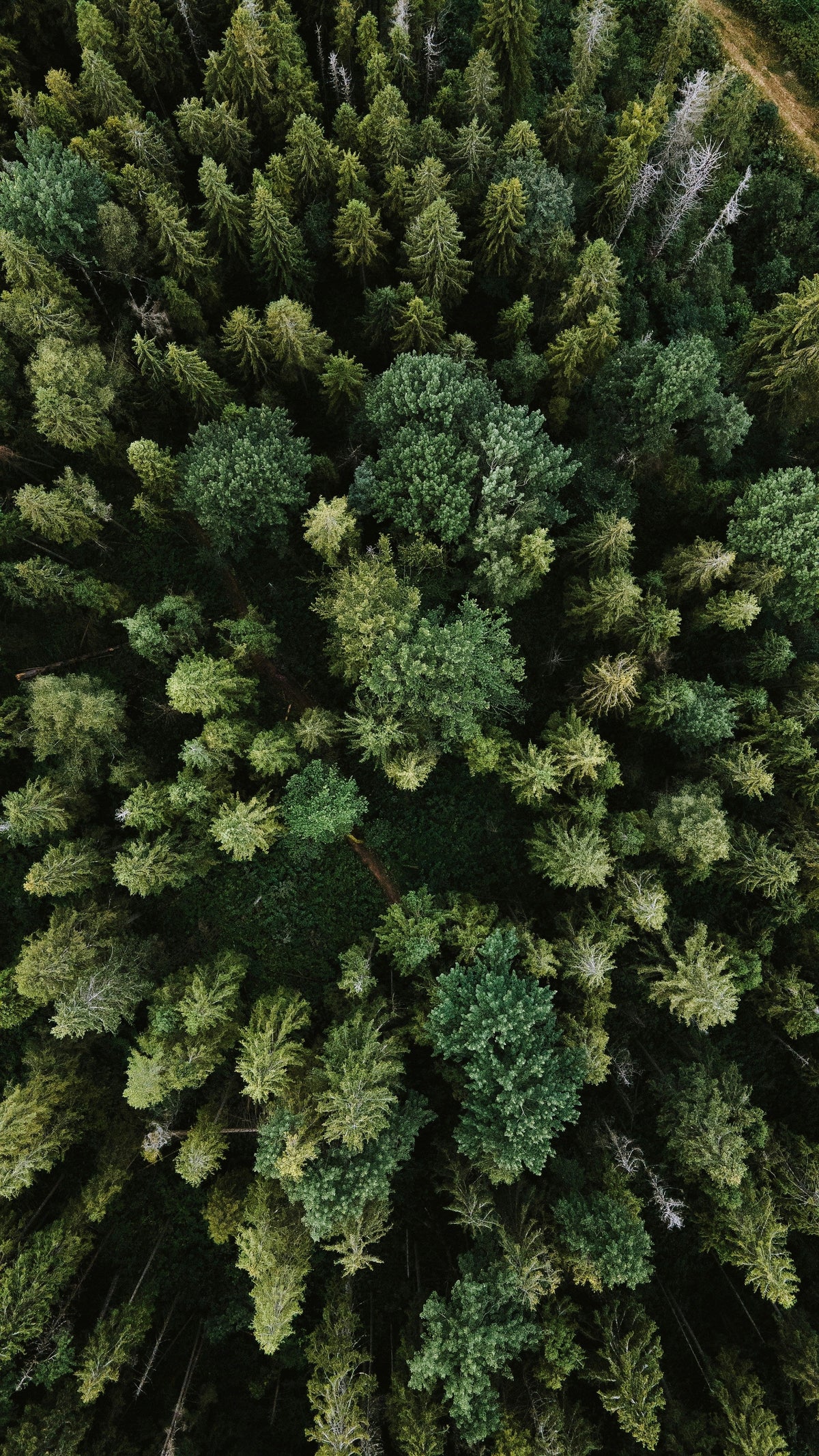 Woods
